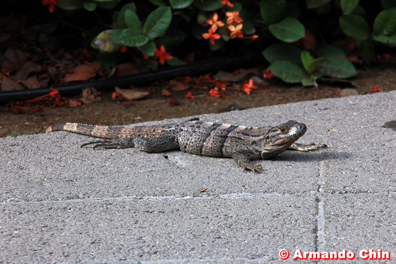 img_1349_edit-800a