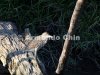 IMG_5506-edit [ac2 800x600]