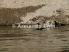 IMG_9701-edit [ac2 800x600]