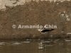 IMG_9704-edit [ac2 800x600]