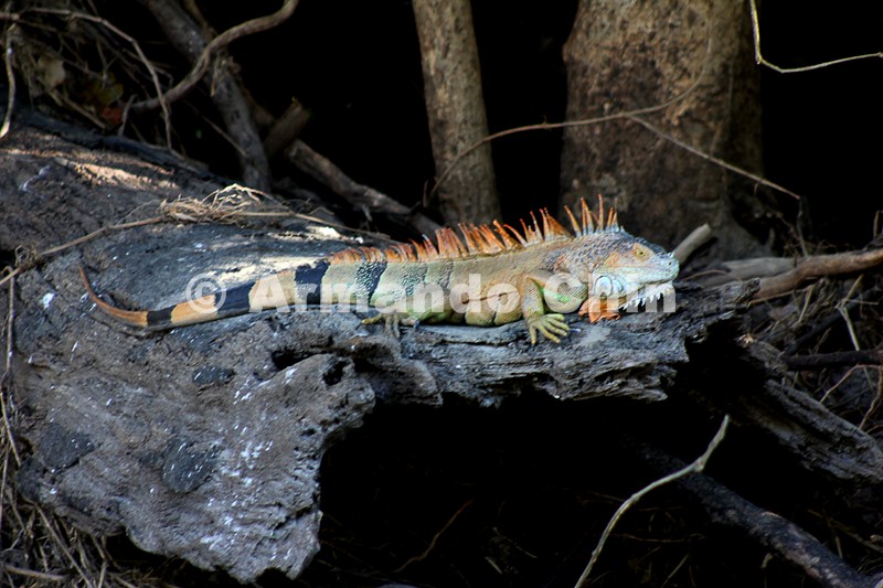 IMG_5384-edit [ac2 800x600]