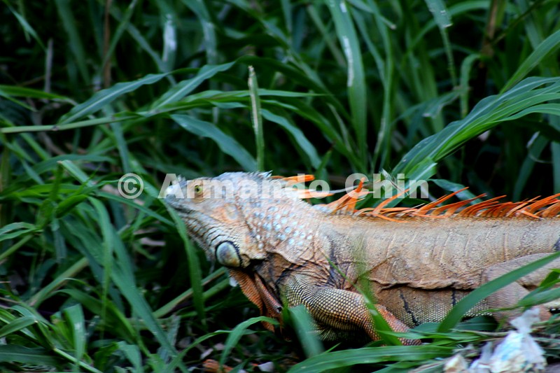IMG_5388-edit [ac2 800x600]