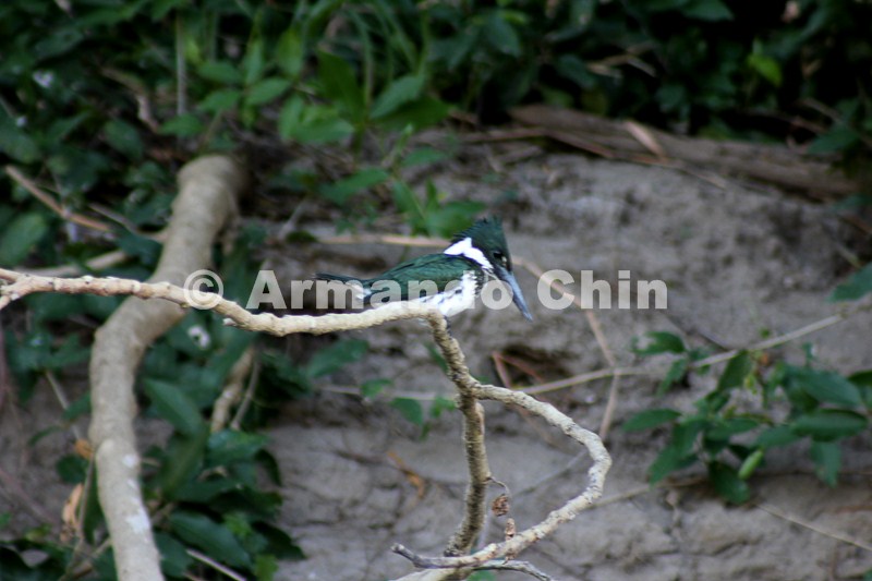IMG_5436-edit [ac2 800x600]