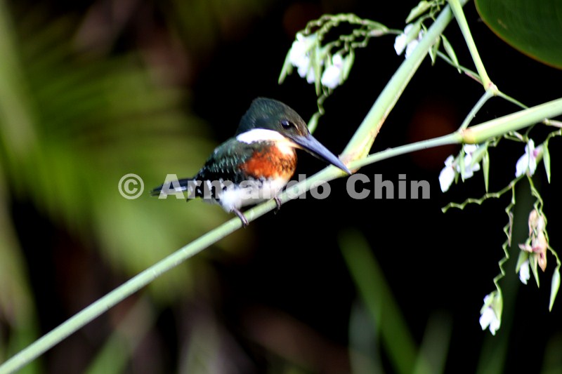 IMG_5517-edit [ac2 800x600]