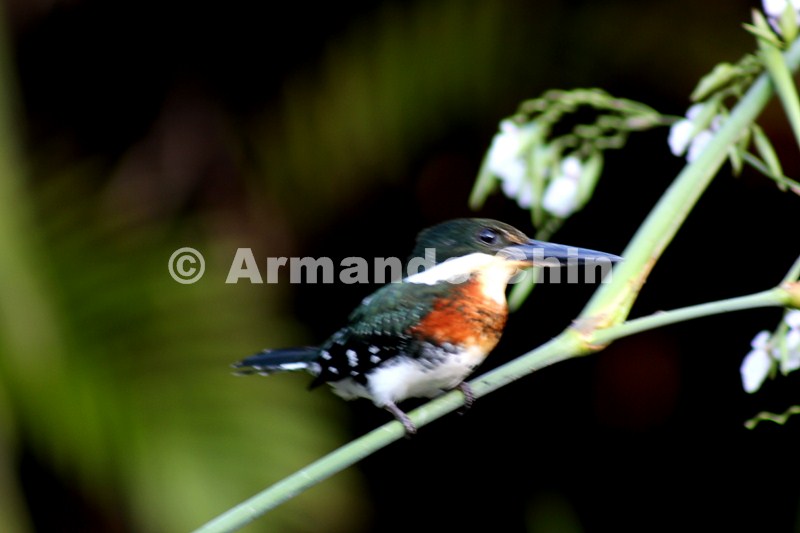 IMG_5519-edit [ac2 800x600]