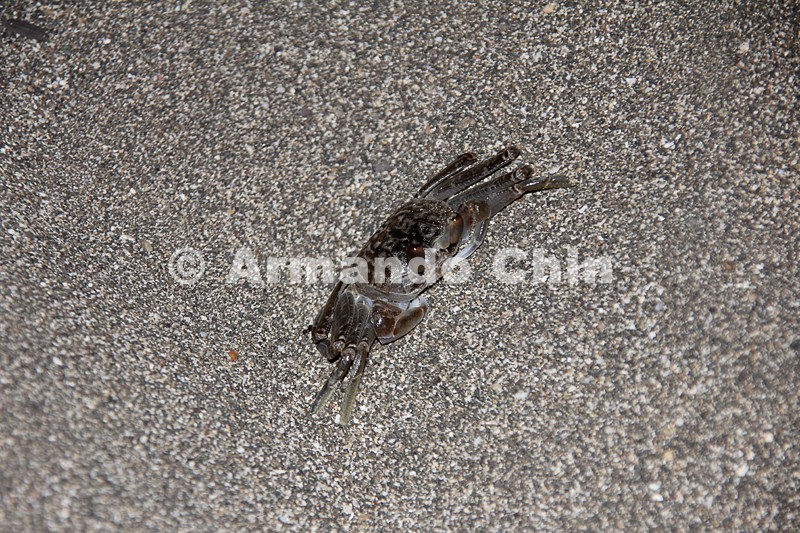 IMG_5644-edit [ac2 800x600]