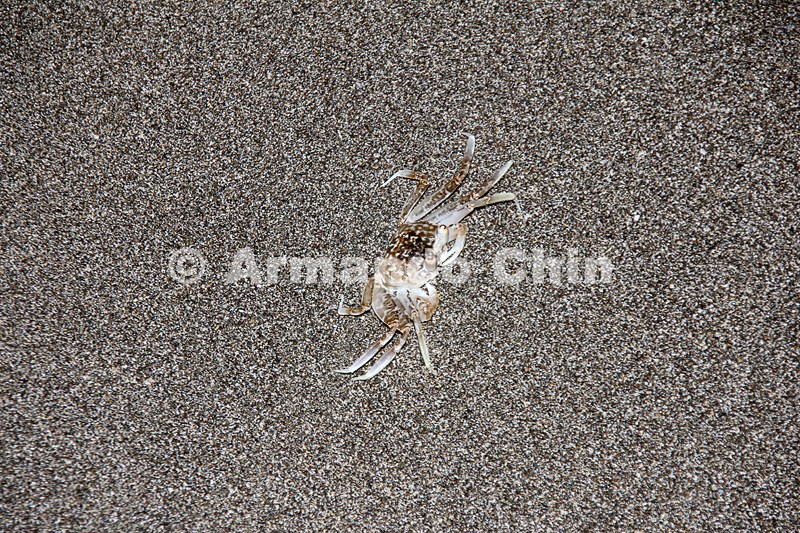 IMG_5645-edit [ac2 800x600]