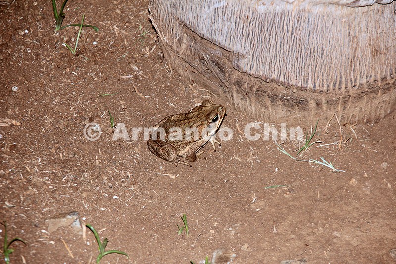 IMG_5651-edit [ac2 800x600]
