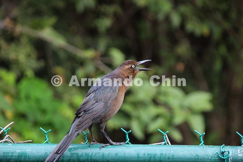 IMG_5702-edit [ac2 800x600]