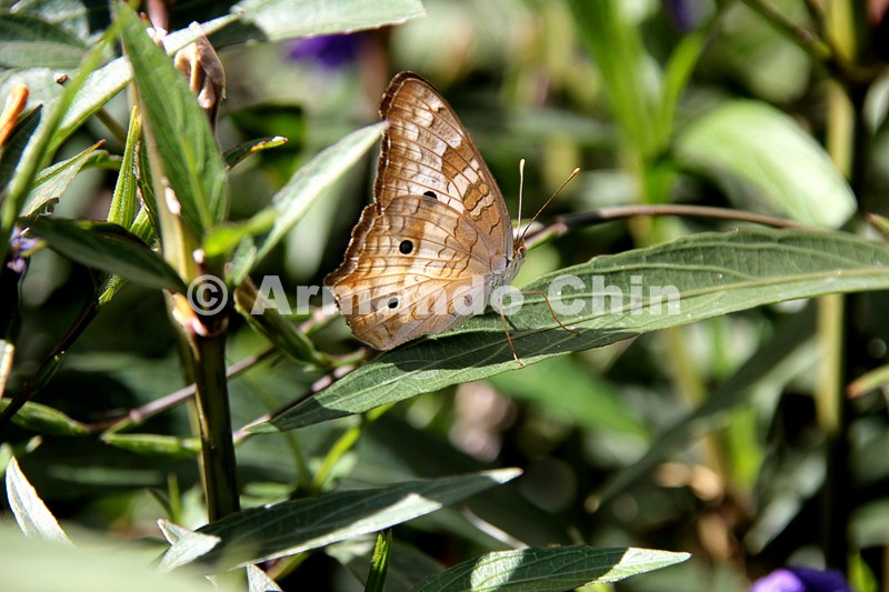 IMG_5835-edit [ac2 800x600]