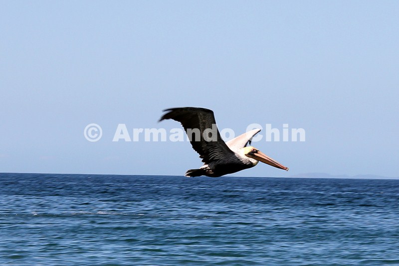 IMG_5916-edit [ac2 800x600]
