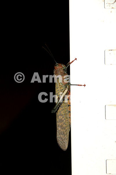 IMG_6169-edit [ac2 800x600]
