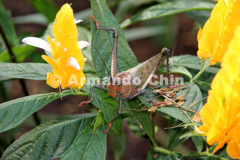 IMG_6375-edit [ac2 800x600]