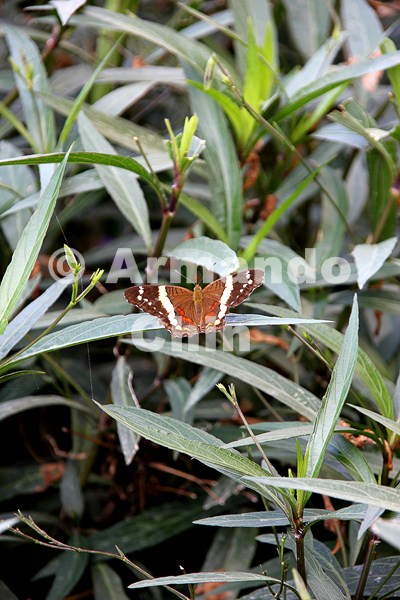 IMG_6416-edit [ac2 800x600]