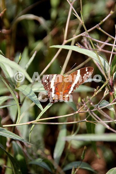 IMG_6419-edit [ac2 800x600]
