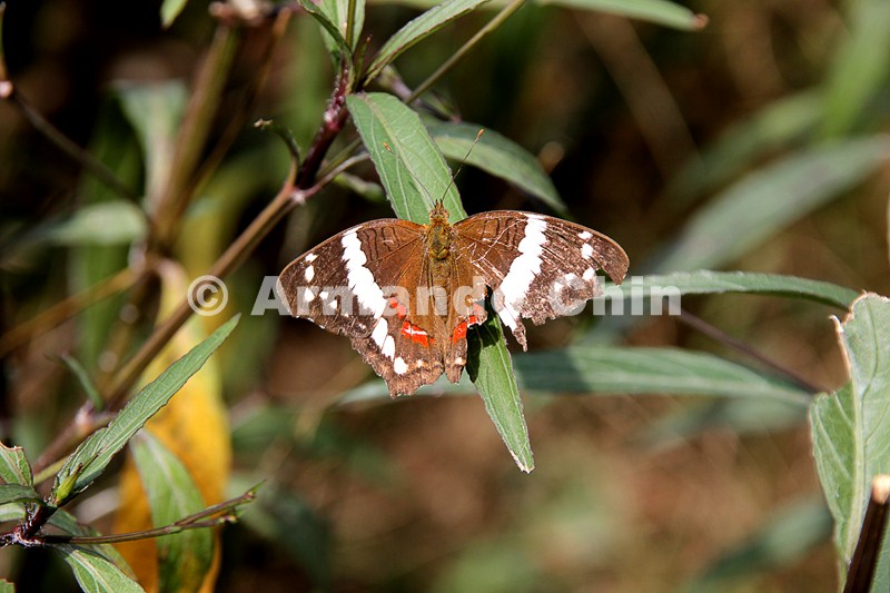 IMG_6421-edit [ac2 800x600]