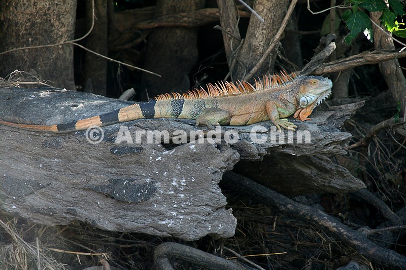 IMG_9625-edit [ac2 800x600]
