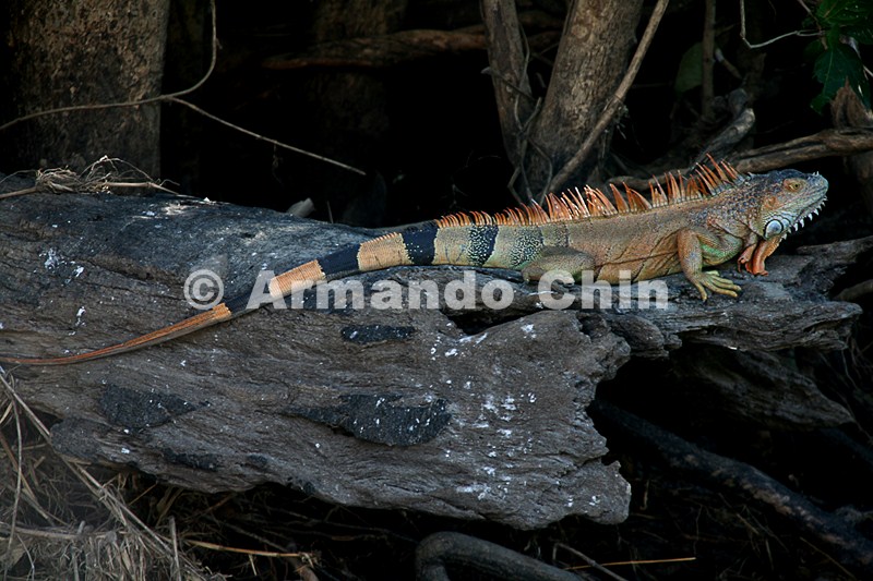 IMG_9626-edit [ac2 800x600]