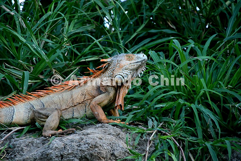 IMG_9637-edit [ac2 800x600]