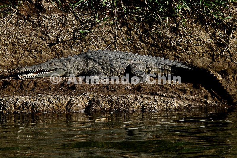 IMG_9654-edit [ac2 800x600]
