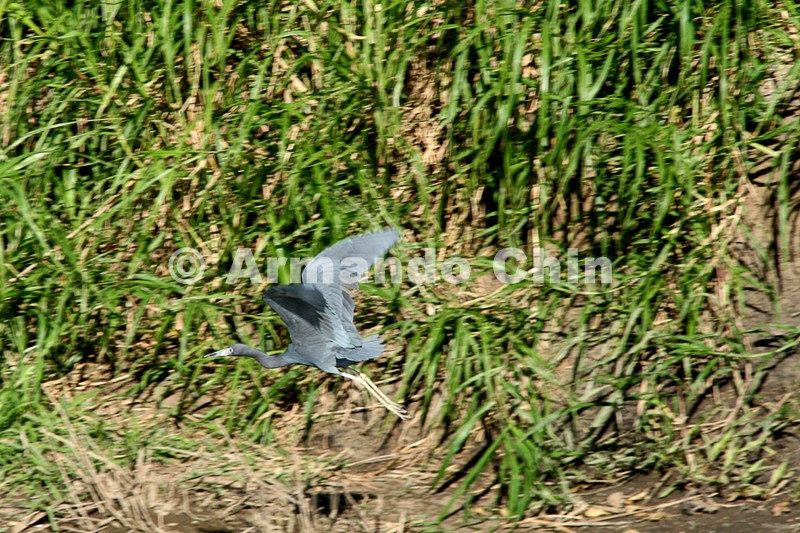 IMG_9683-edit [ac2 800x600]
