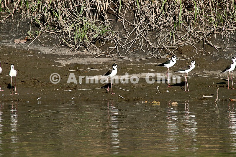 IMG_9687-edit [ac2 800x600]