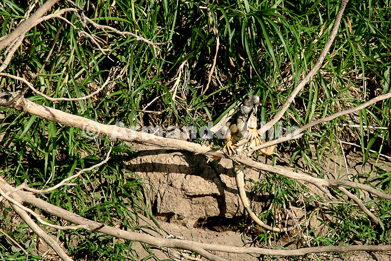 IMG_9727-edit [ac2 800x600]