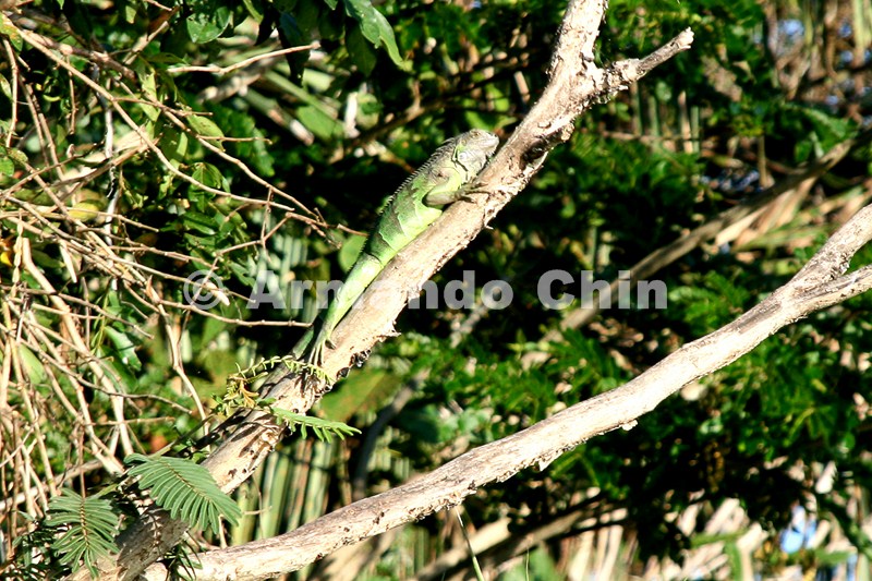 IMG_9738-edit [ac2 800x600]