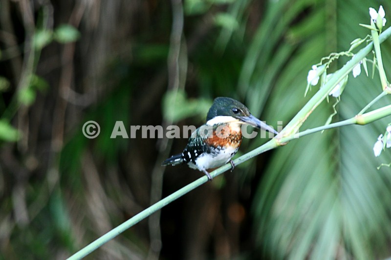 IMG_9800-edit [ac2 800x600]