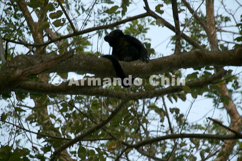 IMG_9887-edit [ac2 800x600]