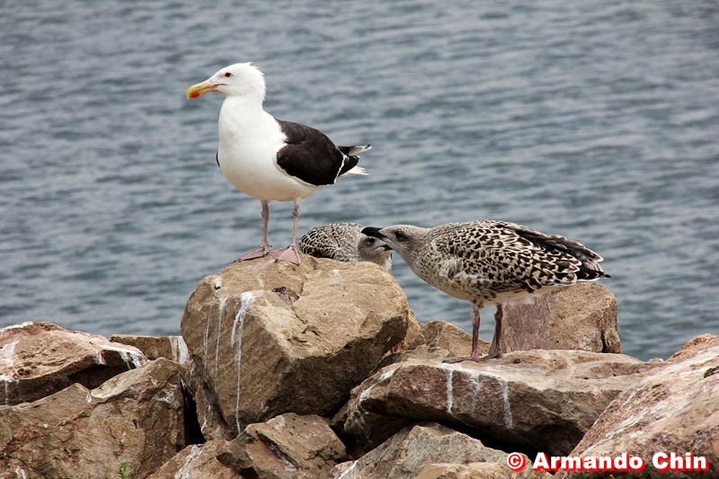 img_2798-edit-800a