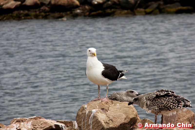 img_2799-edit-800a