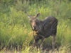 Madawaska2005-Moose