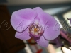 Orchid_02
