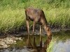 Madawaska2005-Moose_07